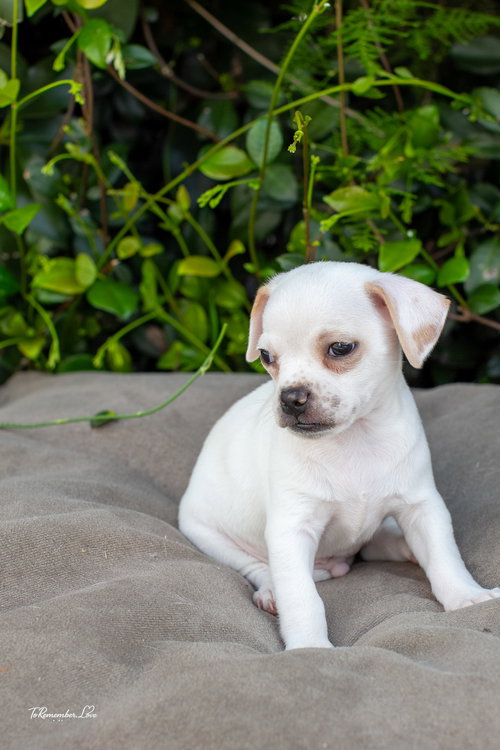 POPEYE - Chihuahua / Jack Russell Terrier available for adoption