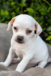 Popeye - Photo 3