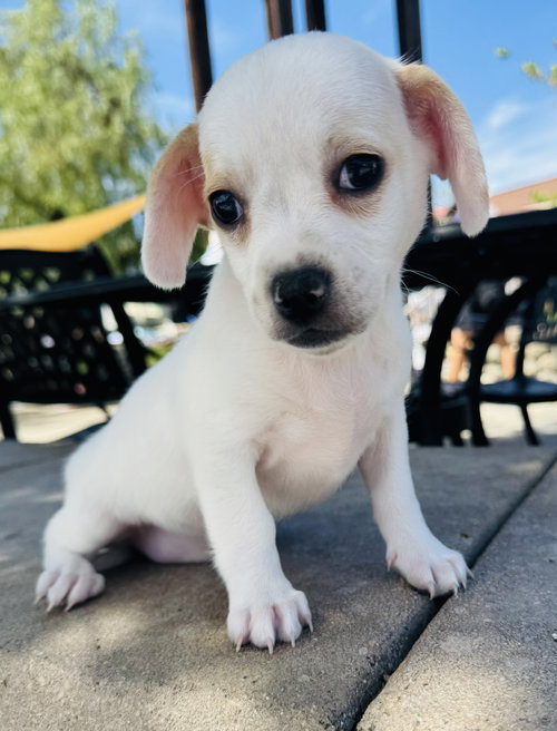 PIKACHU - Chihuahua / Jack Russell Terrier available for adoption