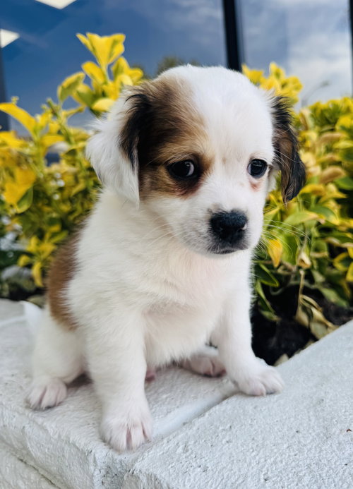POPCORN - Chihuahua / Jack Russell Terrier available for adoption