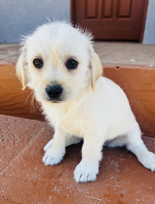 SUGAR - Terrier / Maltese available for adoption