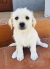 Sugar - Photo 2
