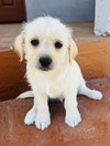 Sugar - Photo 3