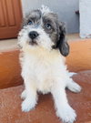 Sprinkles - Photo 2