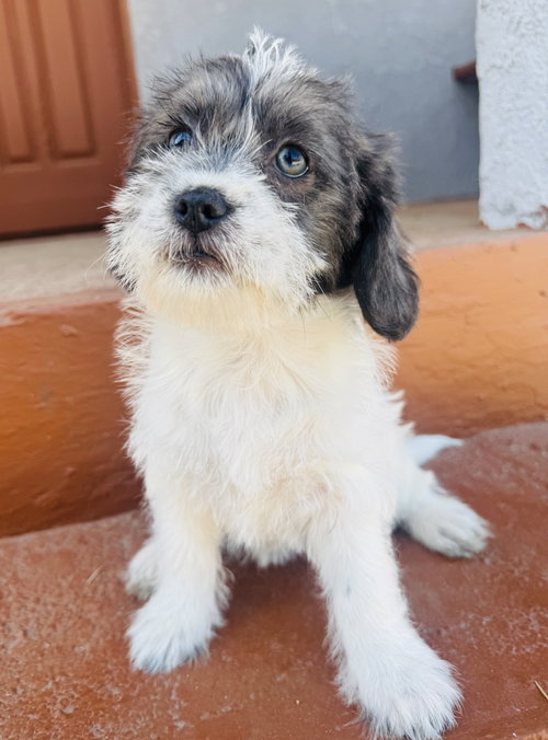 SPRINKLES - Terrier / Wheaten Terrier available for adoption