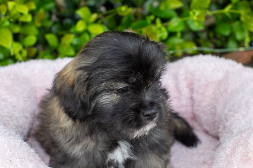 JELLY - Terrier / Maltese available for adoption