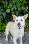 Maple - Photo 1