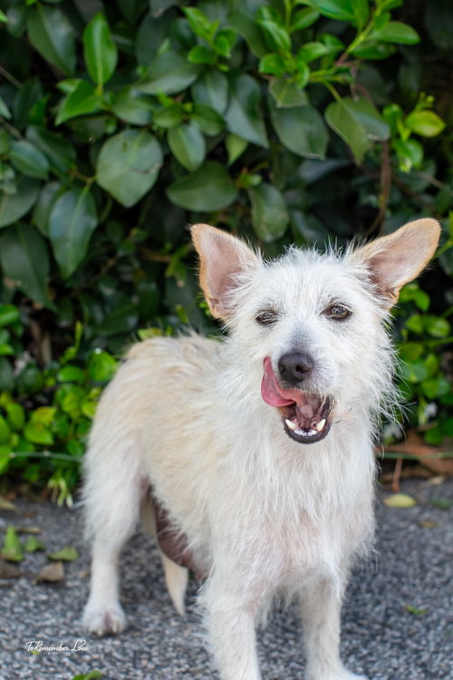 MAPLE - Terrier available for adoption