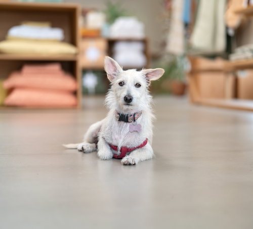 Maple photo 3
