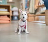 Maple - Photo 4