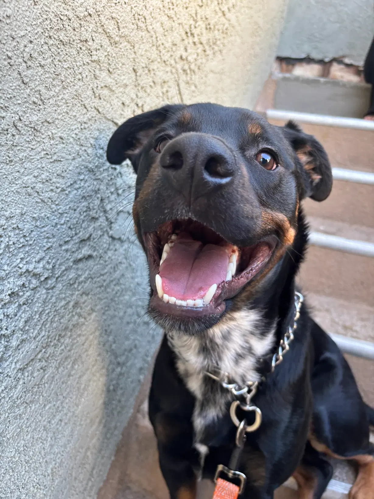 Silas - Rottweiler