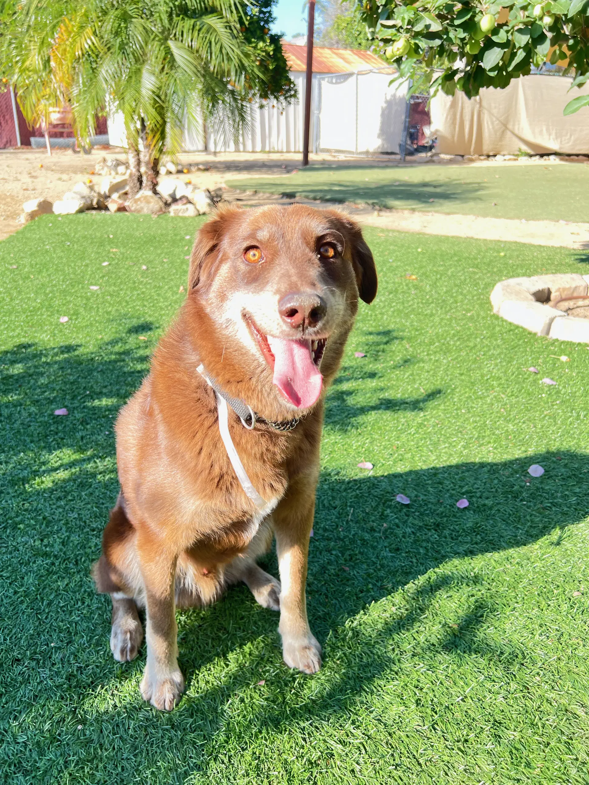 Buddy - Australian Shepherd