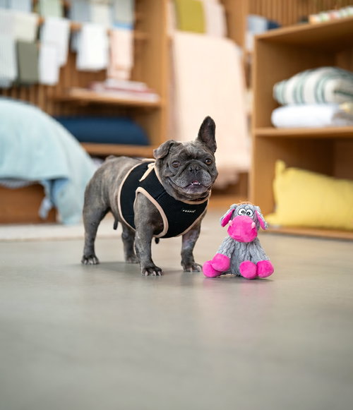 Pancake, an adoptable French Bulldog in Marina Del Rey, CA