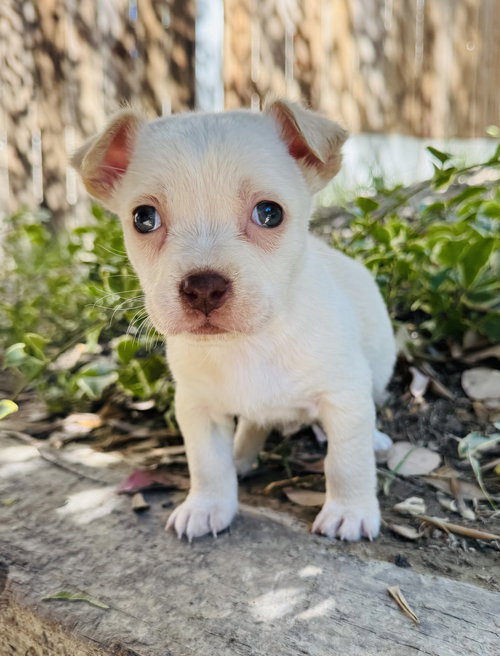 Pansy, an adoptable Chihuahua in Marina Del Rey, CA