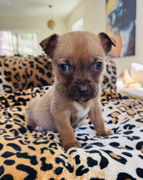 Barley, an adoptable Chihuahua in Marina Del Rey, CA