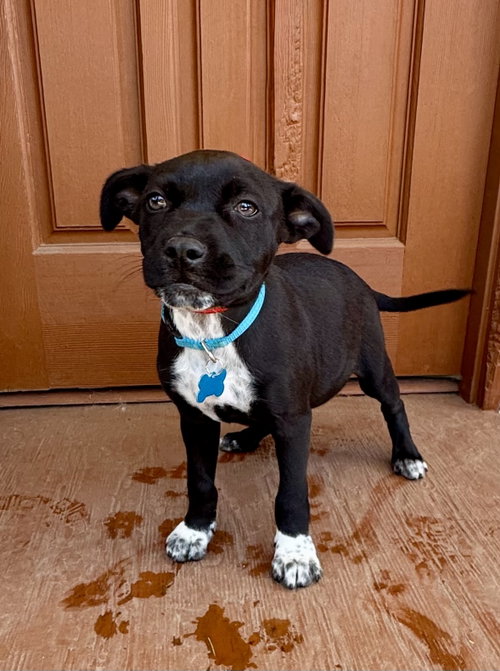 Forest, an adoptable Chihuahua in Marina Del Rey, CA