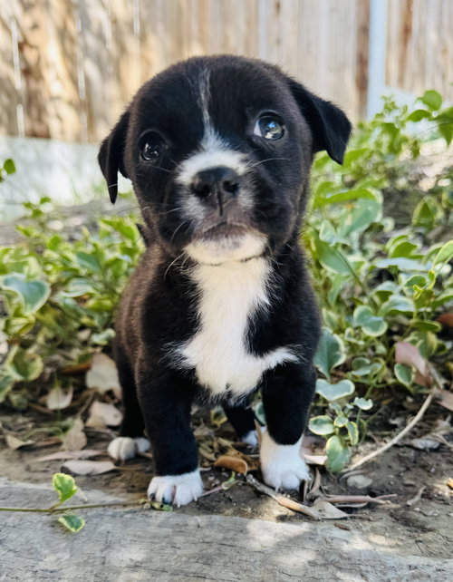 Ladybug, an adoptable Chihuahua in Marina Del Rey, CA