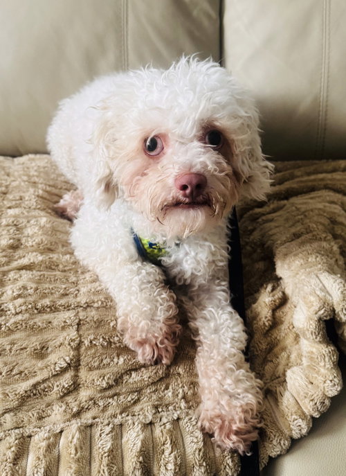 Dusty, an adoptable Poodle in Marina Del Rey, CA