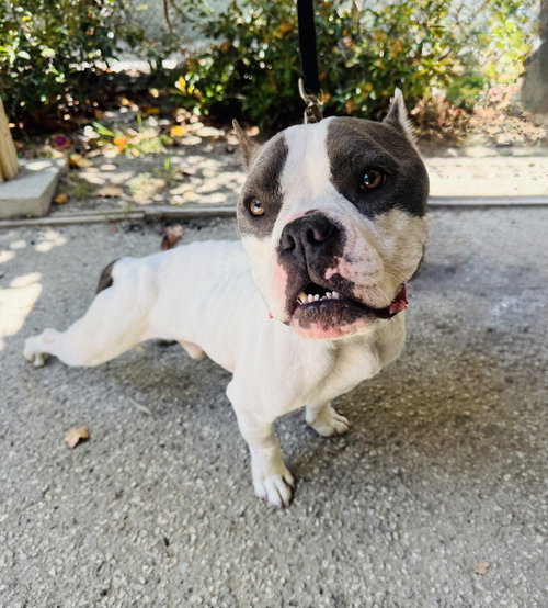Cody, an adoptable Pit Bull Terrier in Marina Del Rey, CA