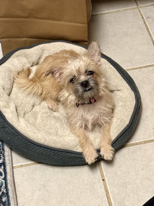 Bea, an adoptable Brussels Griffon in Marina Del Rey, CA
