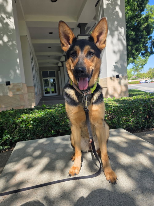 Olive Contact Sylva, an adoptable Shepherd in Marina Del Rey, CA