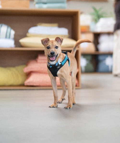 Hank, an adoptable Chihuahua in Marina Del Rey, CA