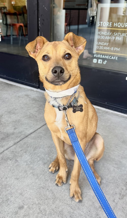 Hank, an adoptable Chihuahua in Marina Del Rey, CA