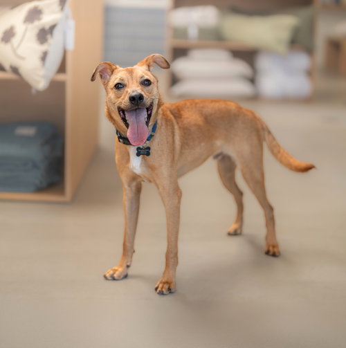 picture of the dog needing adoption
