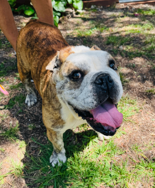 Melon, an adoptable Bulldog in Marina Del Rey, CA