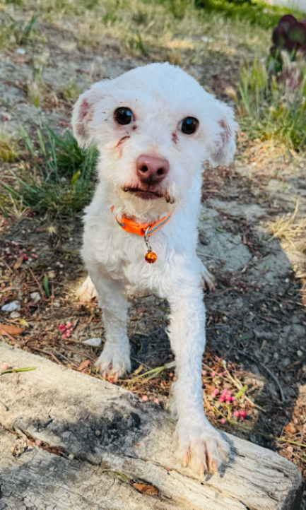 Oliver, an adoptable Poodle in Marina Del Rey, CA