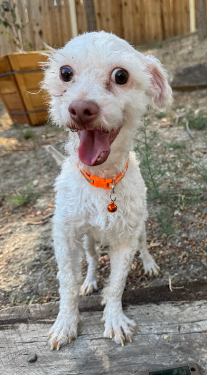 Oliver photo 2