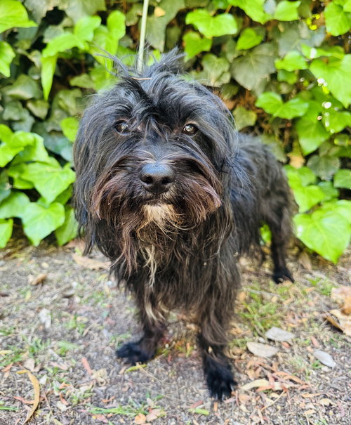 Willie, an adoptable Maltese in Marina Del Rey, CA