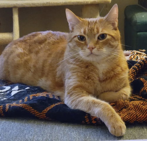 Chewy  Contact Sylva, Senior Tabby (short coat), cat for adoption in Alhambra, California