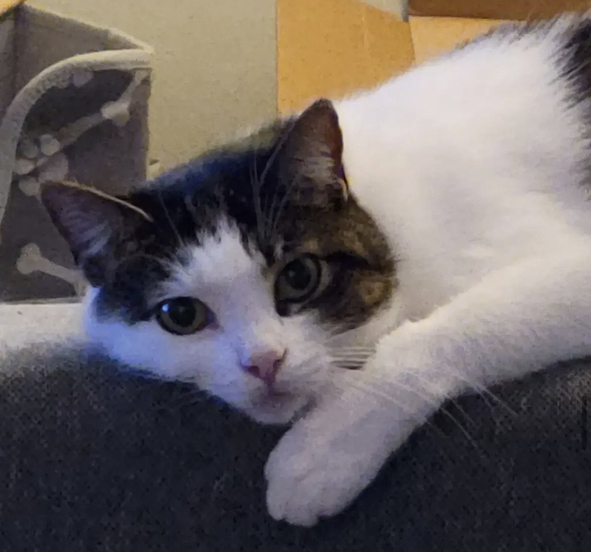 Leia