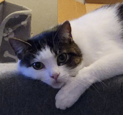 Leia, Senior Domestic Short Hair (short coat), cat for adoption in Alhambra, California