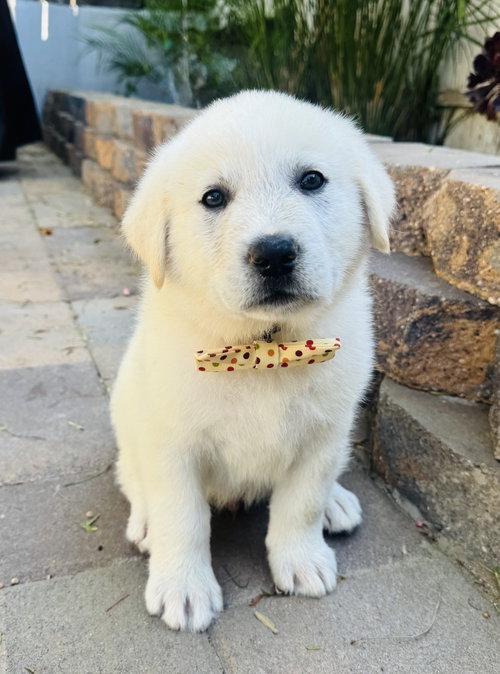 Maverick, an adoptable Great Pyrenees in Marina Del Rey, CA