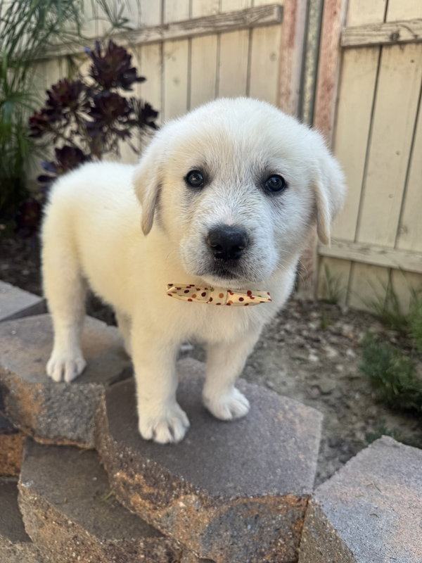 Maverick