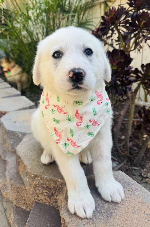 Fuji, an adoptable Great Pyrenees in Marina Del Rey, CA