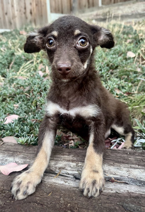 Summer, an adoptable Terrier in Marina Del Rey, CA