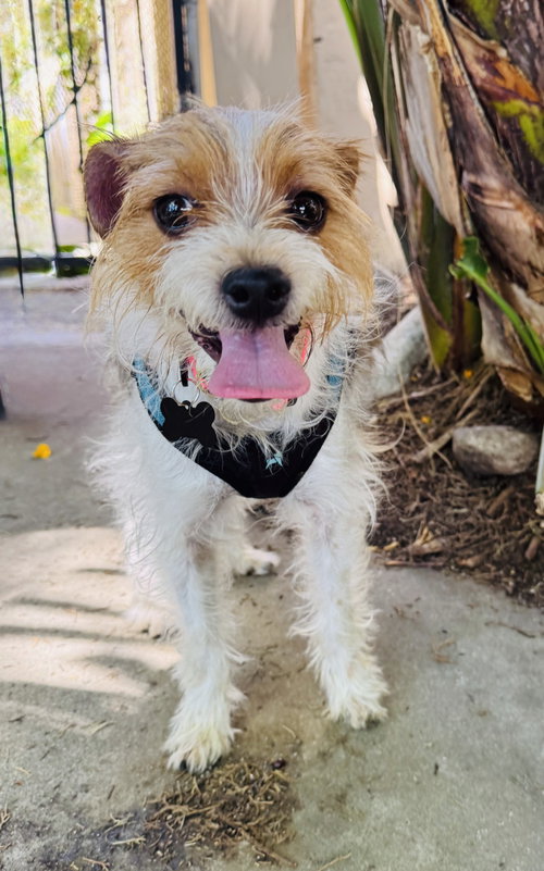 Pickles, an adoptable Terrier in Marina Del Rey, CA