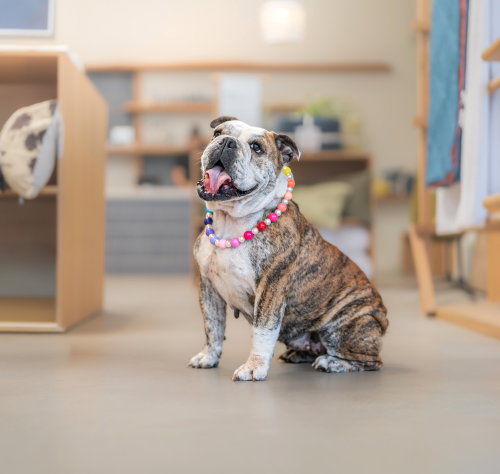 picture of the dog needing adoption