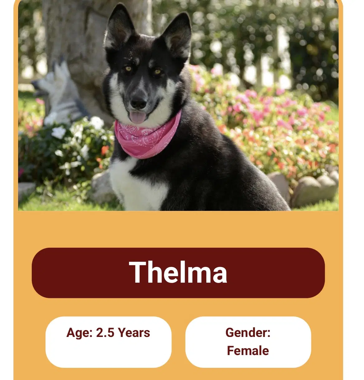Thelma And Louise - German Shepherd Dog
