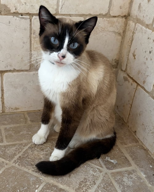Daisy, Young Snowshoe (short coat), cat for adoption in Redondo Beach, California