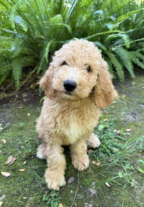 Ernie
