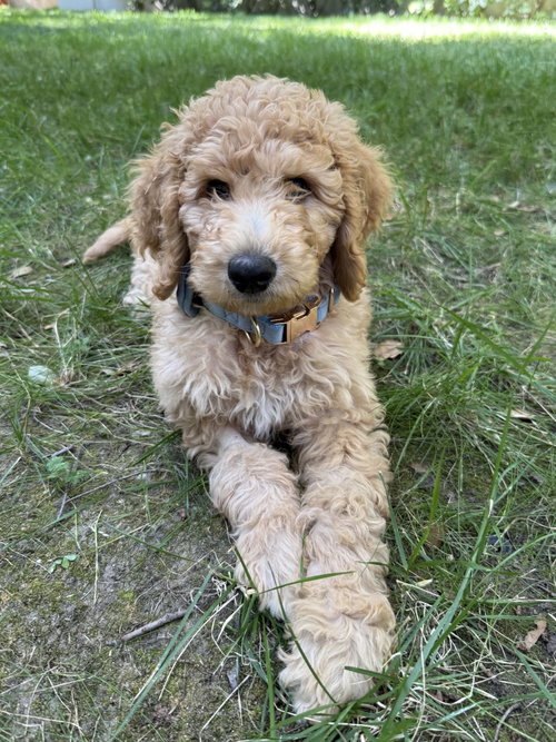 Bert