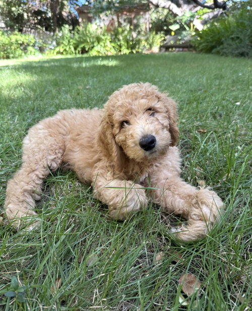 Bert photo 2