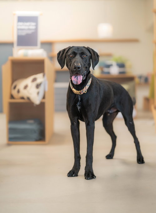 picture of the dog needing adoption
