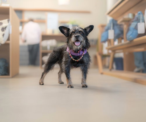picture of the dog needing adoption