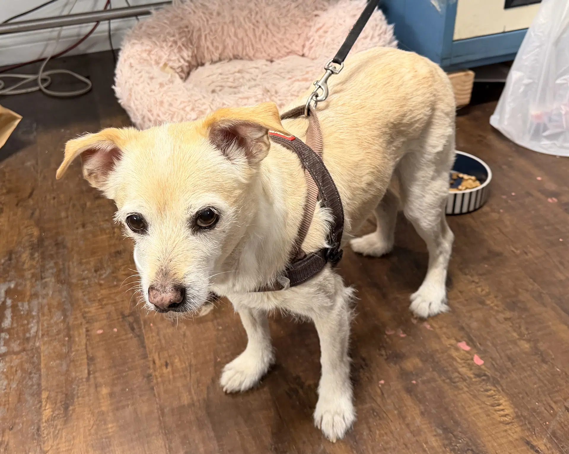 Little Man Contact Sylva - Terrier