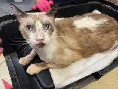 Danny Boy Contact Sylva - Siamese